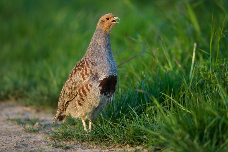 Серая куропатка (Perdix Perdix)
