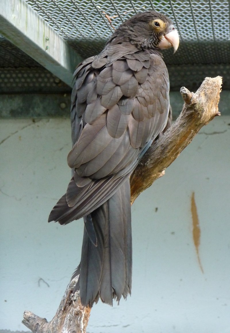 Coracopsis vasa