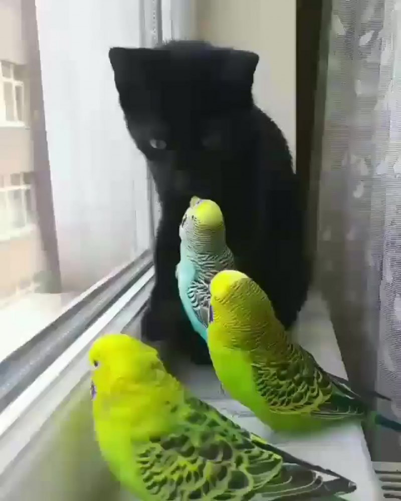 Кот и попугай