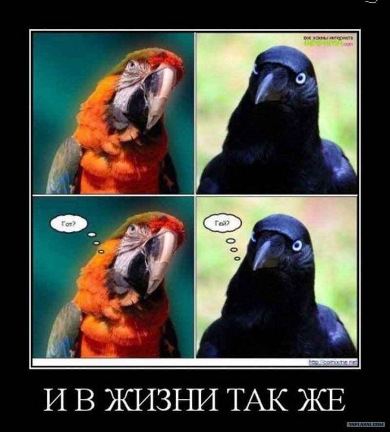 Попугай демотиватор
