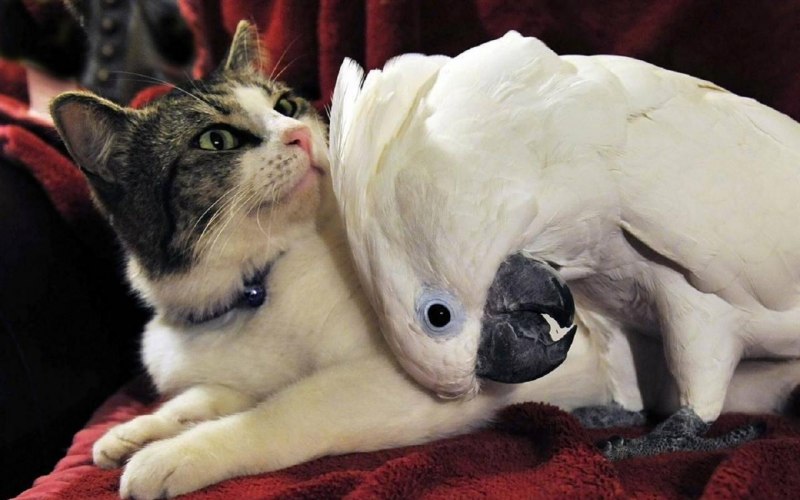 Какаду и кот