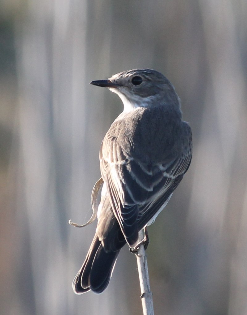 Мухоловка серая – Muscicapa striata (Pallas, 1764)