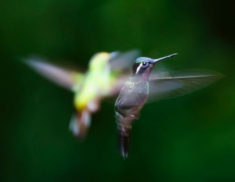 Колибри trochilidae