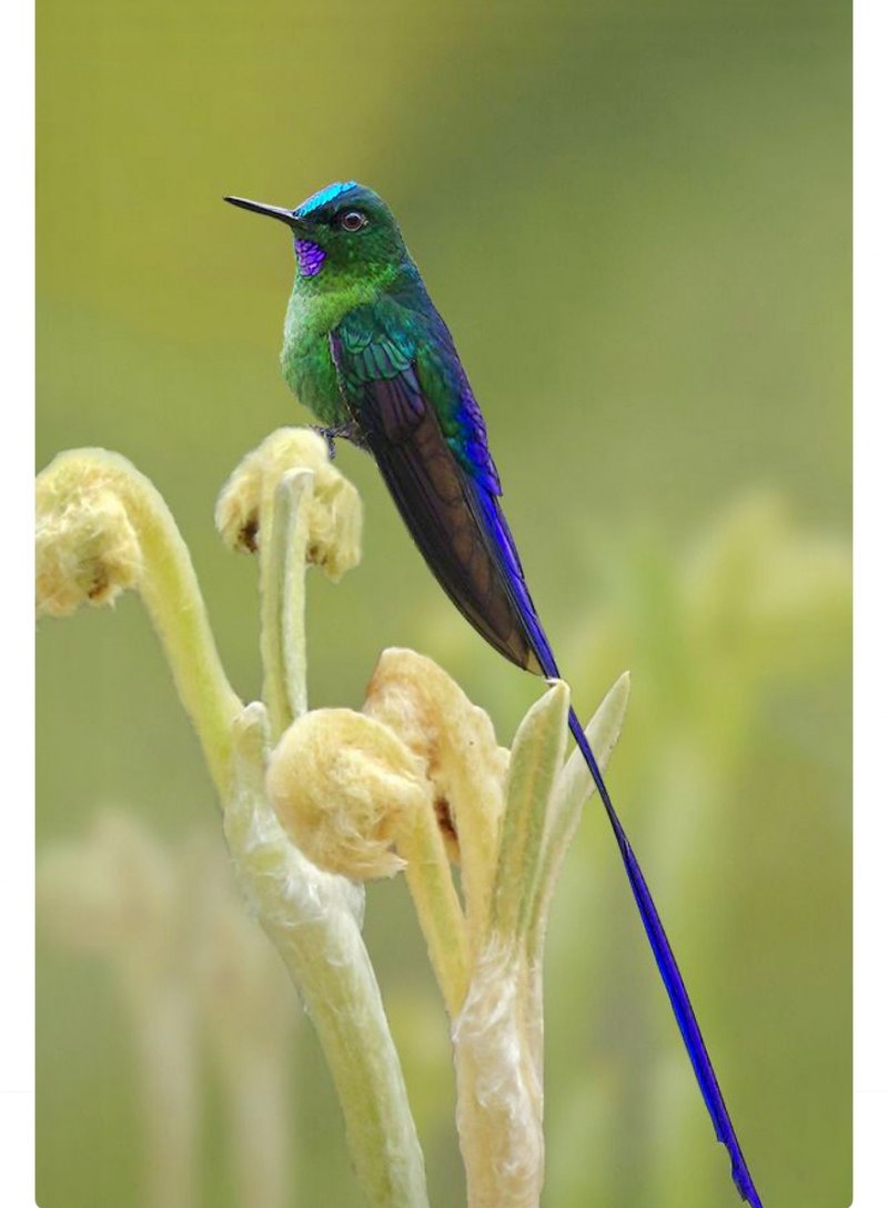 Колибри Aglaiocercus Kingi