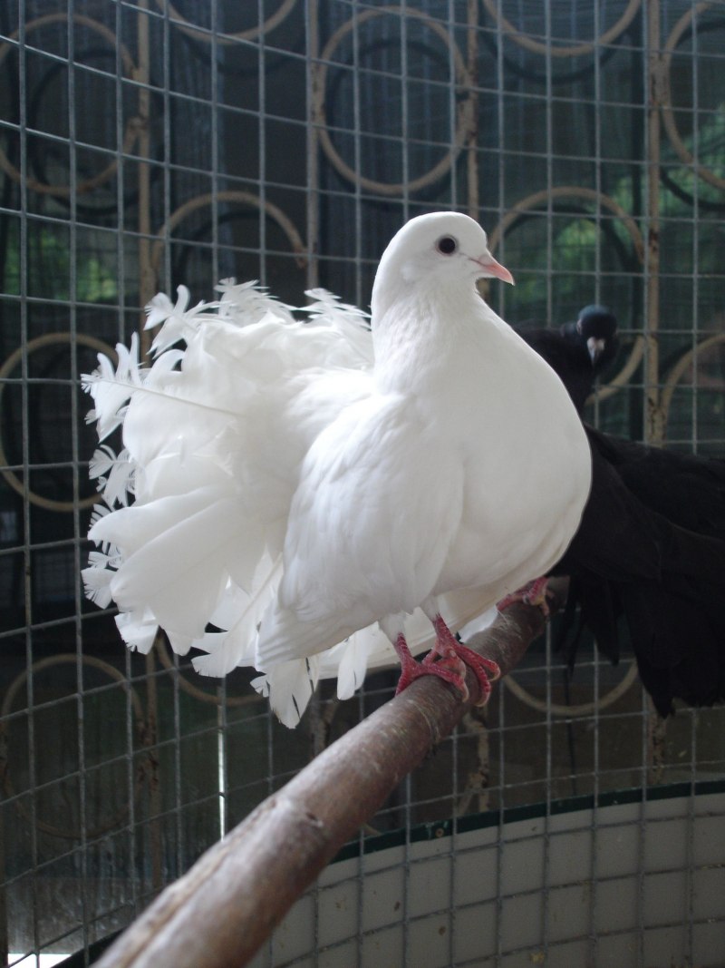 Королевский Павлин голубь