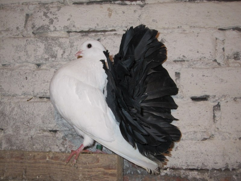 Королевский Павлин голубь