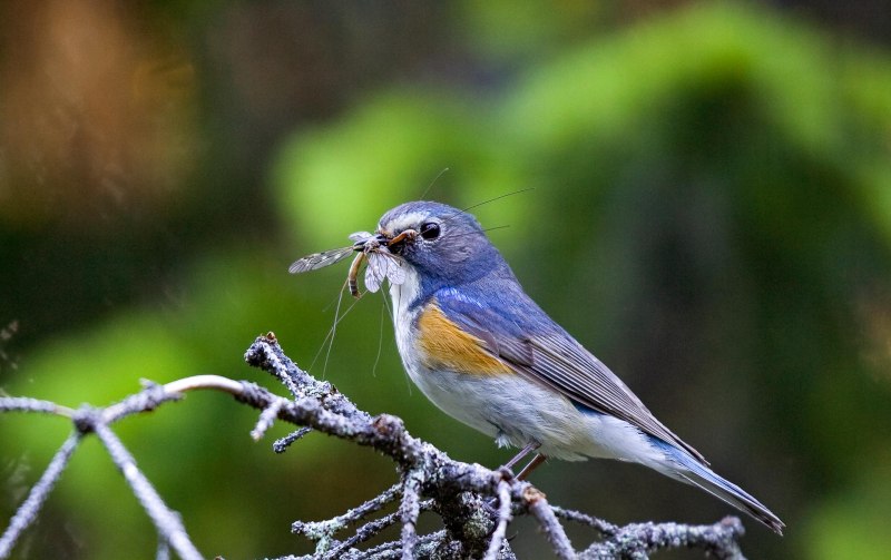Tarsiger cyanurus птица