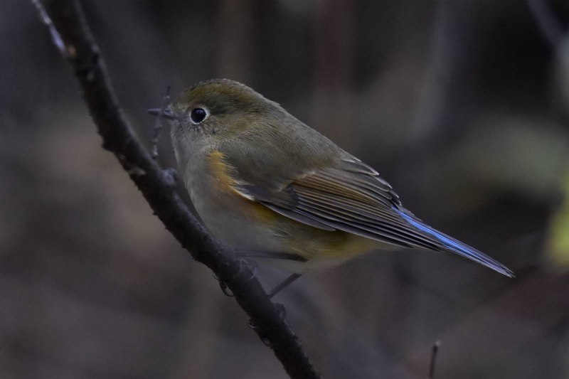 Tarsiger cyanurus птица