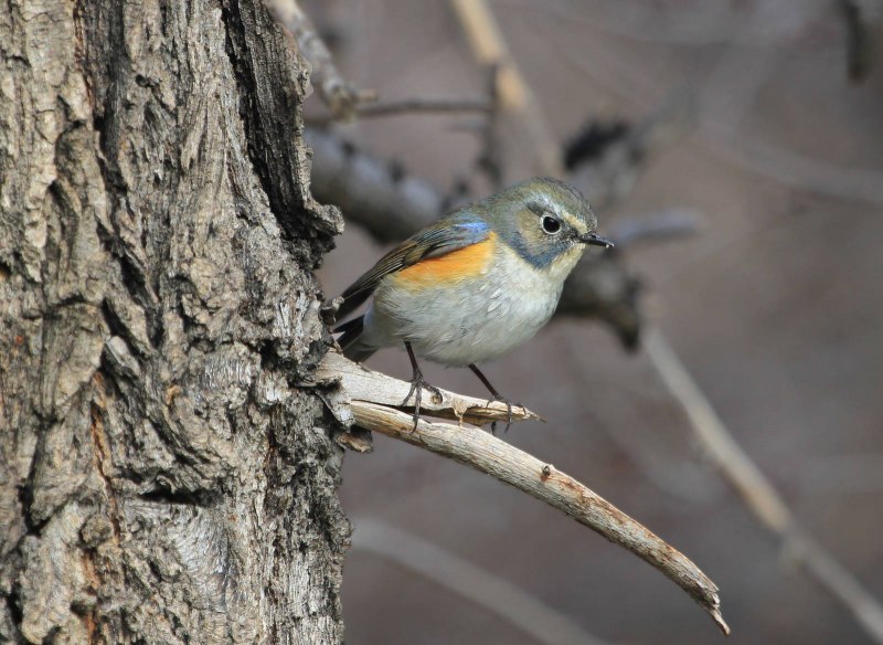 Синехвостка (Tarsiger cyanurus)