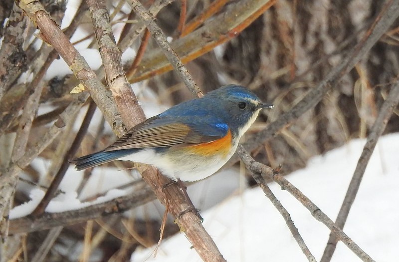 Синехвостка (Tarsiger cyanurus)