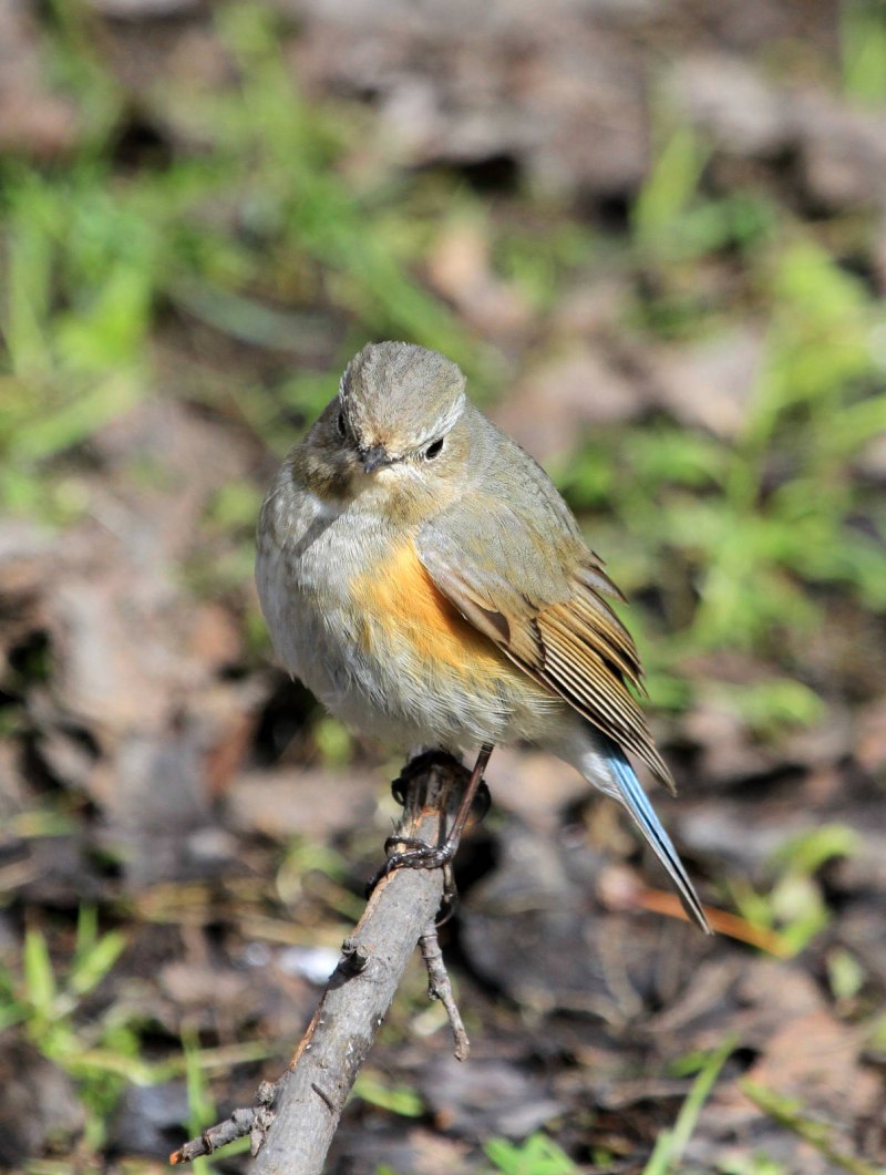 Red-flanked Bluetail