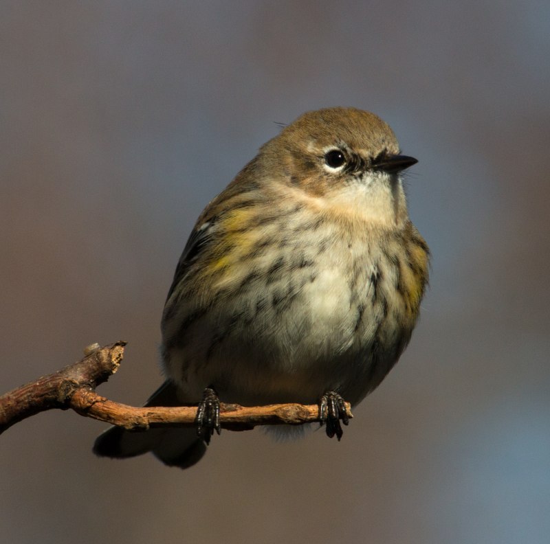 Птица Yellow Rumped Warbler