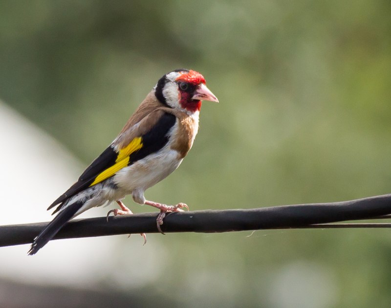 Щегол (лат. Carduelis)