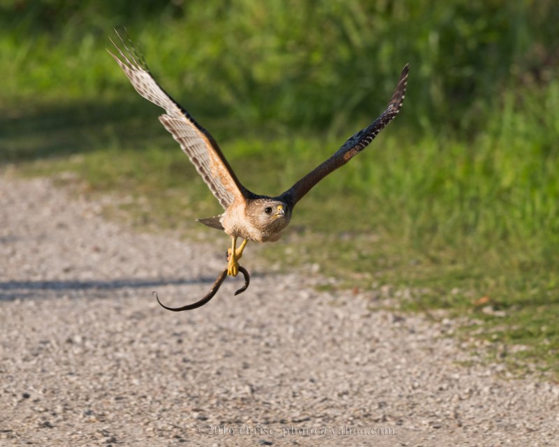 American Goshawk