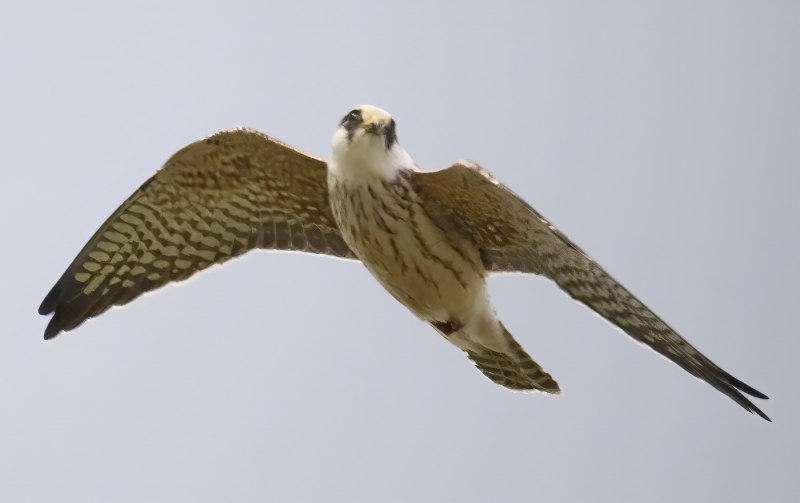 Кобчик (Falco vespertinus)