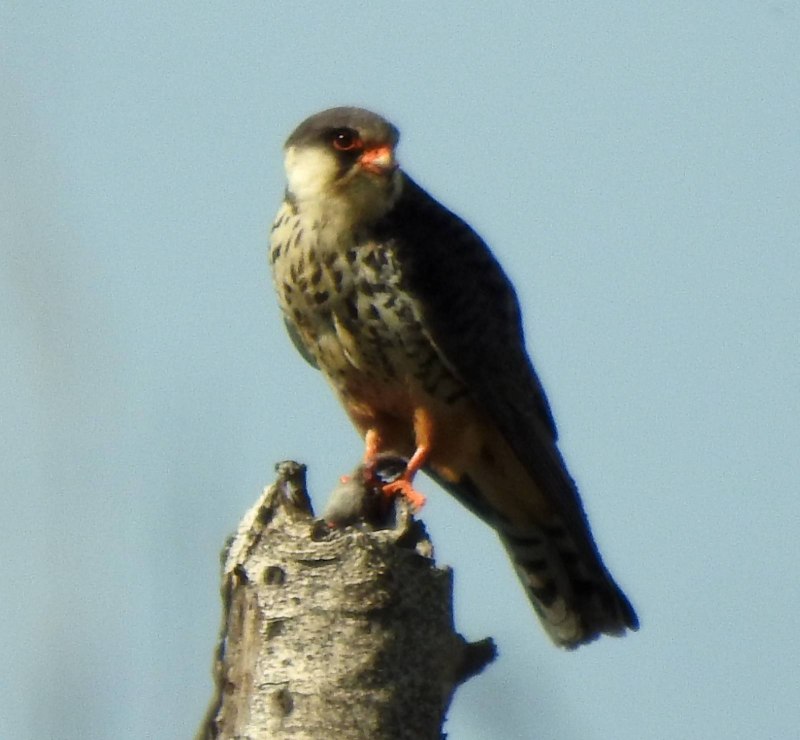 Алтайский Сокол (Falco cherrug altaicus)