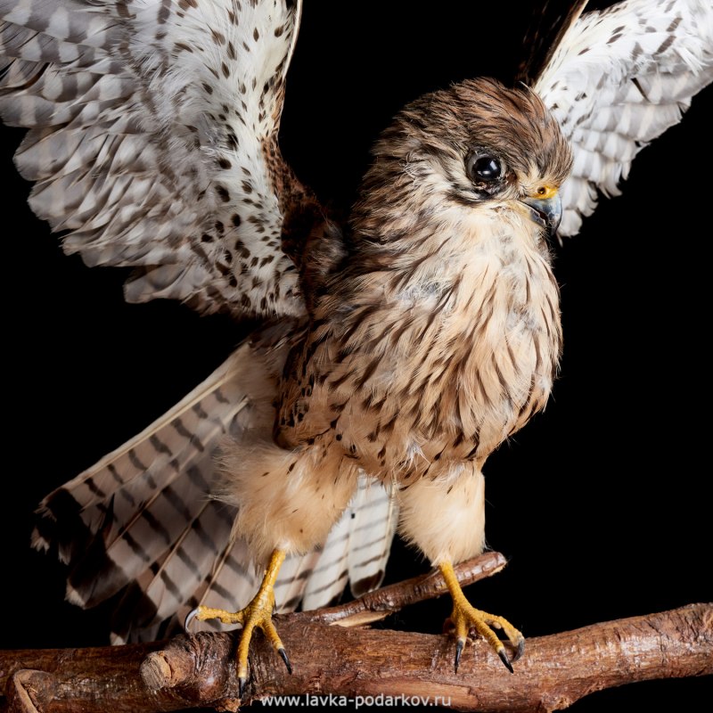 Кобчик Falco vespertinus Linnaeus