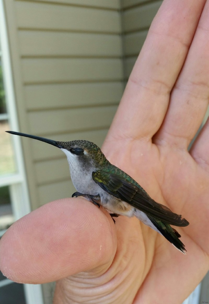 Mellisuga helenae