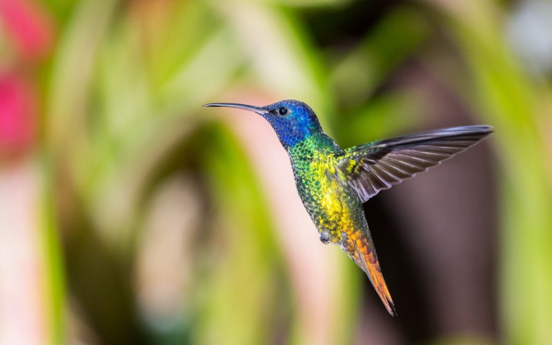 Колибри trochilidae