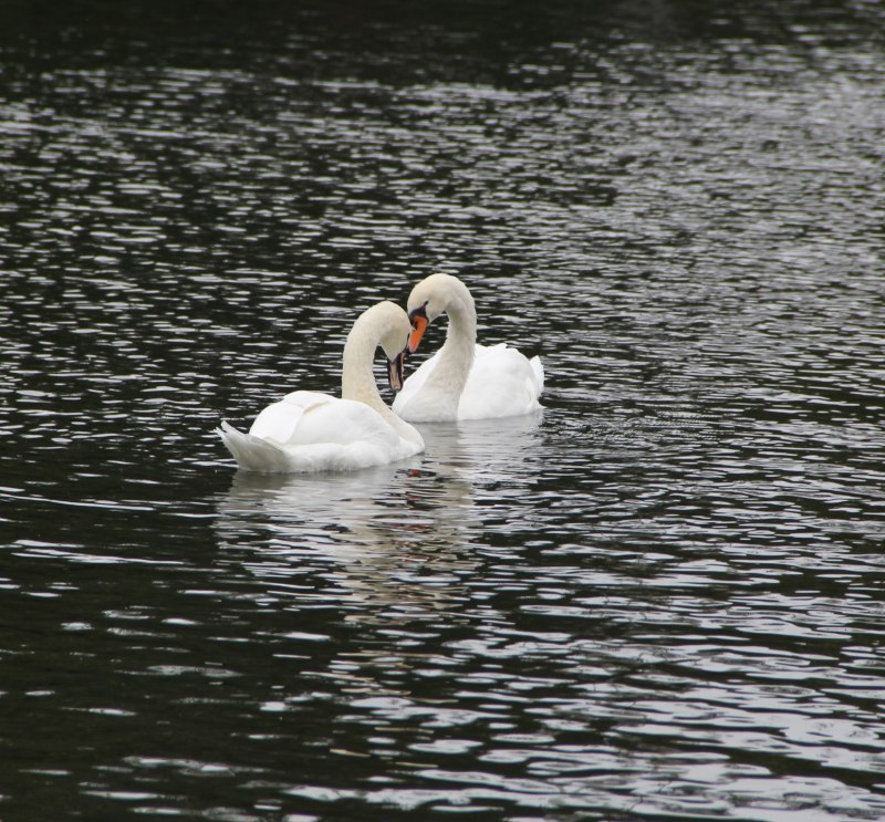 Пара лебедей на озере (43 фото)