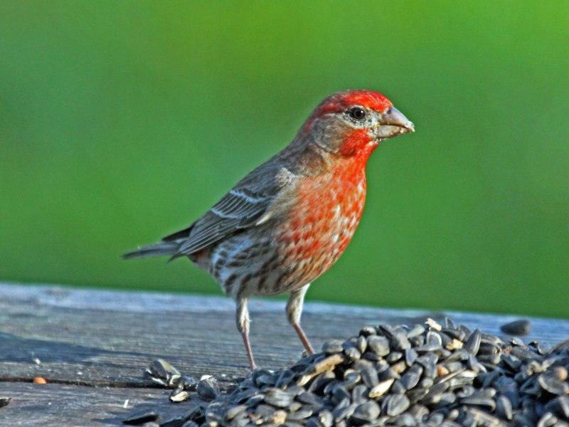 Американский горный вьюрок (Leucosticte tephrocotis)