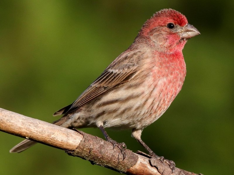 House Finch птица фото
