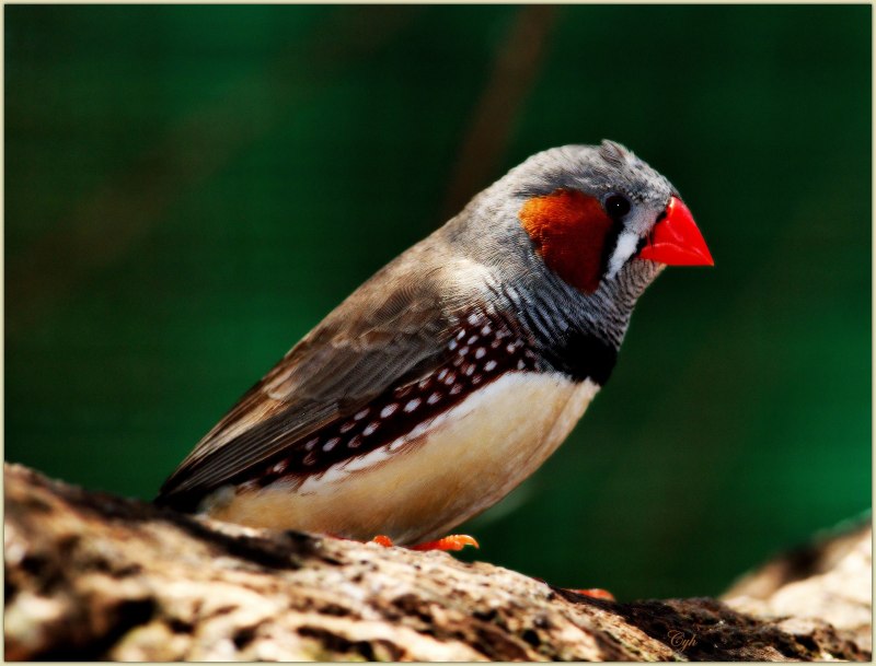Goldfinch.Finch