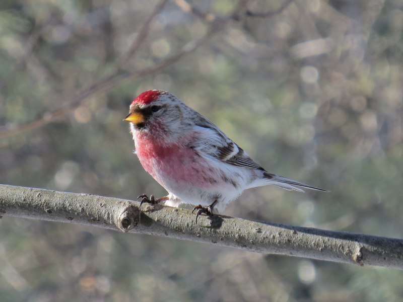 Finch птица