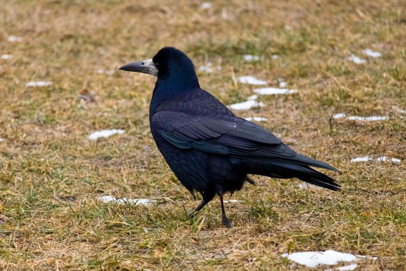 Грач (Corvus frugilegus)
