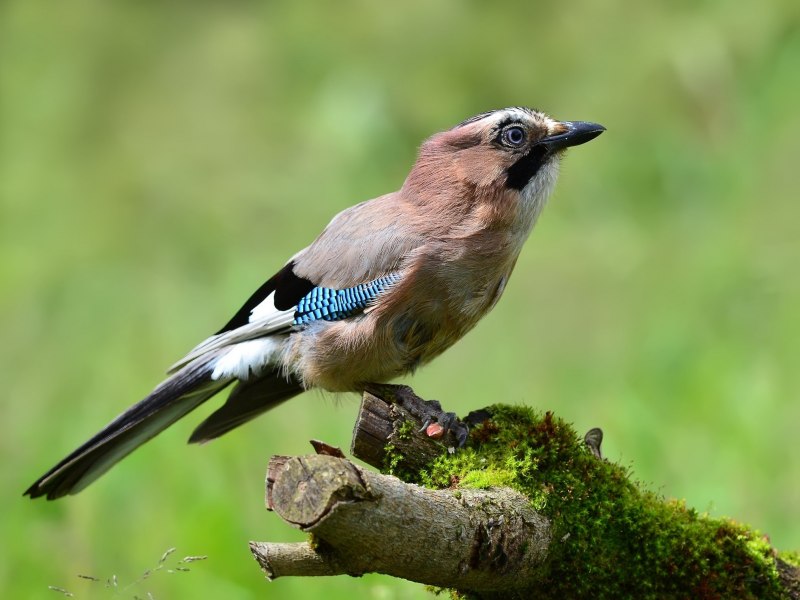 Carpodacus rubicilla