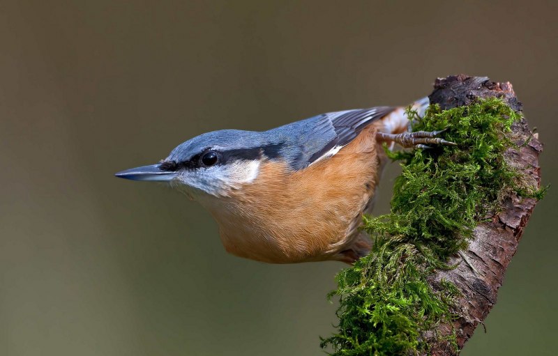 Крапивник Troglodytes Troglodytes