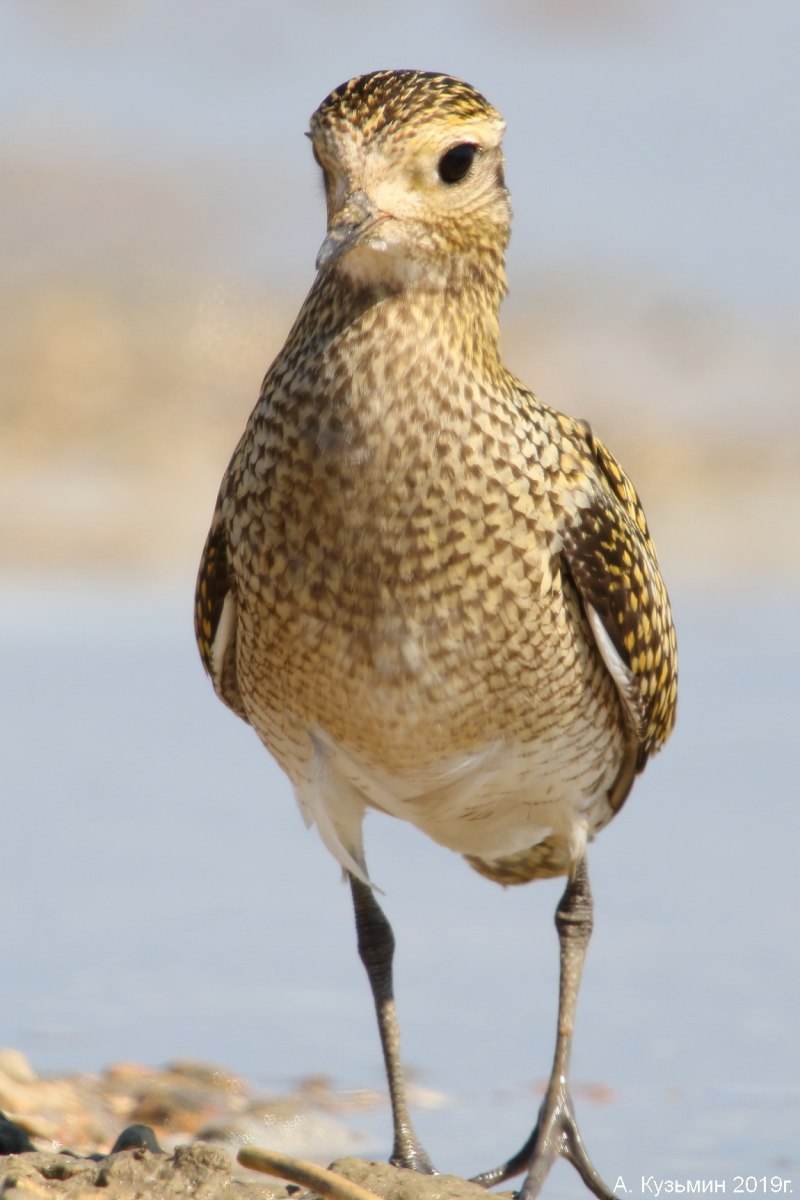 Pluvialis apricaria