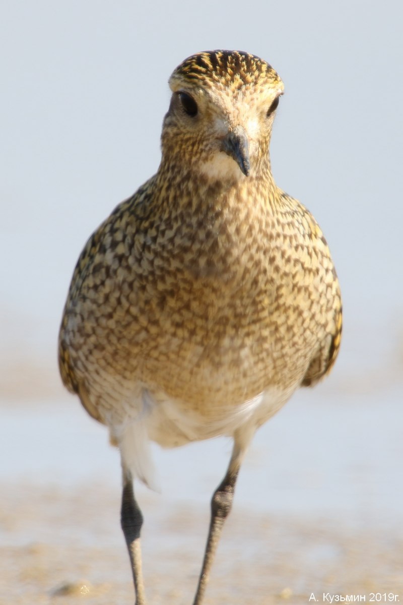 Золотистые ржанки (Pluvialis apricaria)