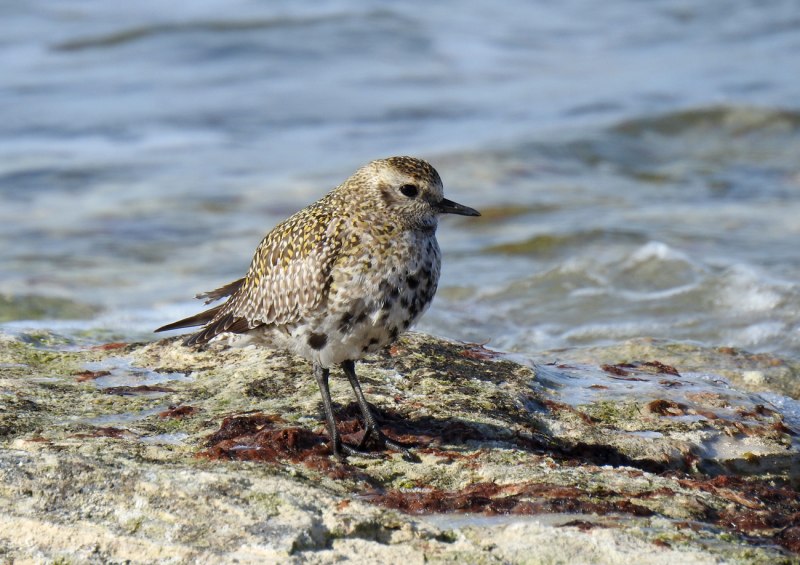 Бурокрылая ржанка (Pluvialis fulva)
