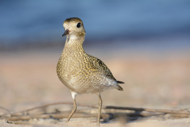 Золотистые ржанки (Pluvialis apricaria)