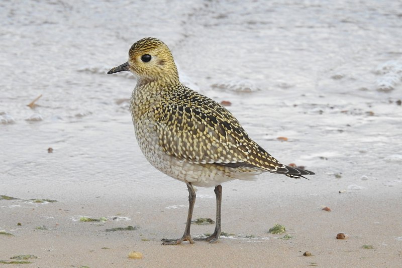 Золотистые ржанки (Pluvialis apricaria)