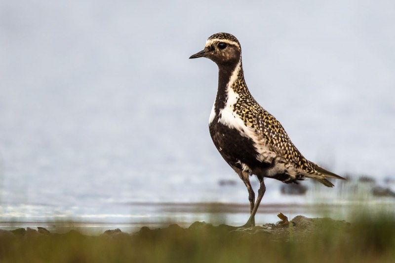 Бурокрылая ржанка (Pluvialis fulva)