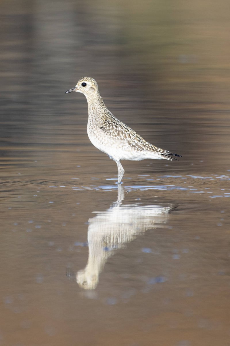 Бурокрылая ржанка (Pluvialis fulva)