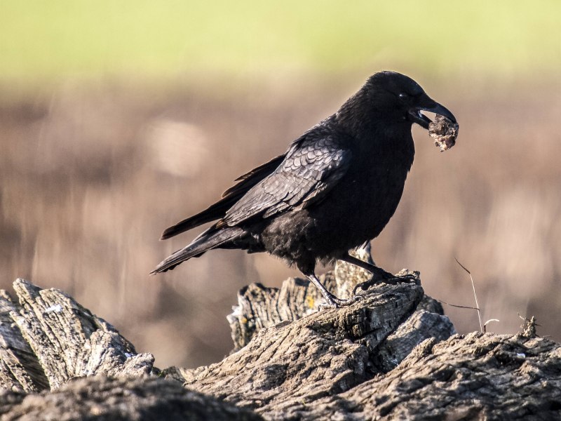 Deep Crow