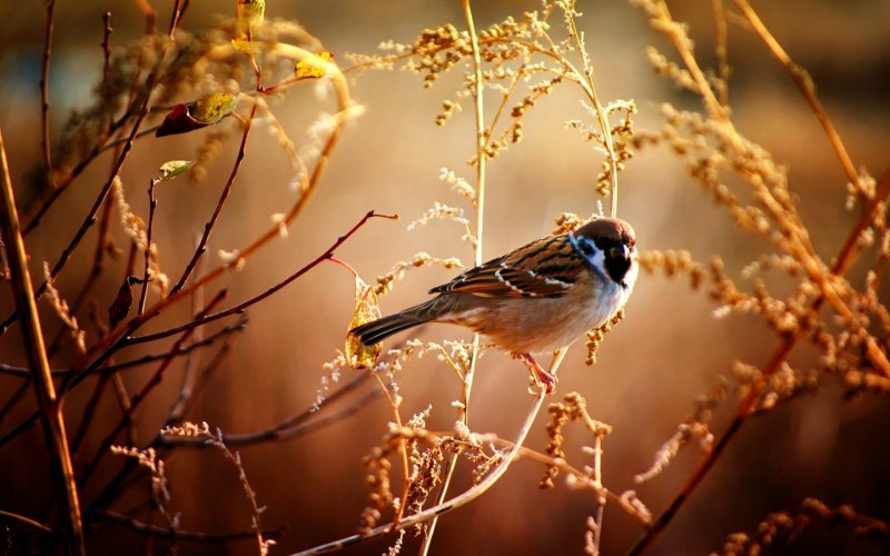 Фон природа птицы