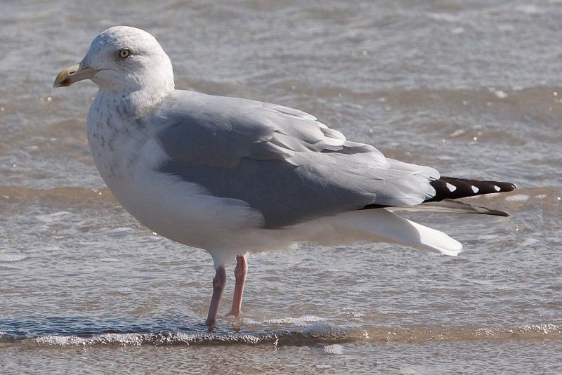 Seagull dg3806pb