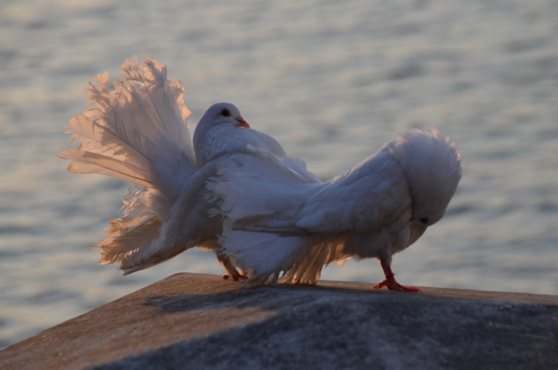 Картинка Чайки Beach Chicken принт
