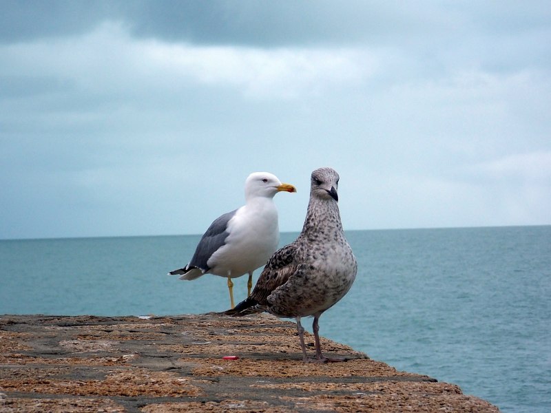 Sea Pigeon