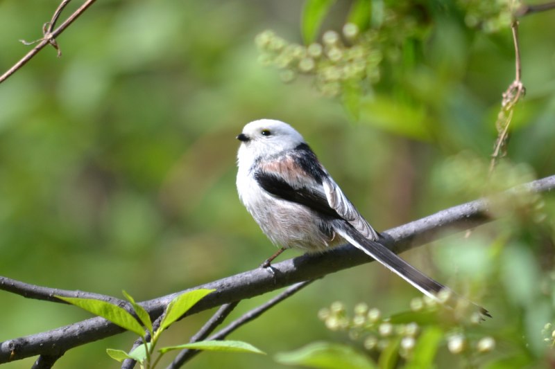 Длиннохвостая синица Aegithalos caudatus