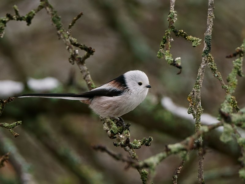 Aegithalos caudatus