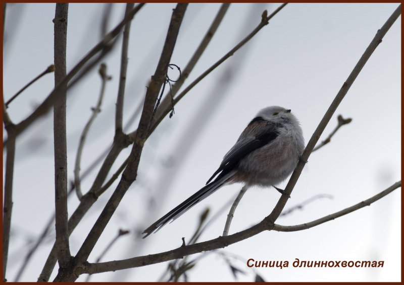 Длиннохвостая синица ареал