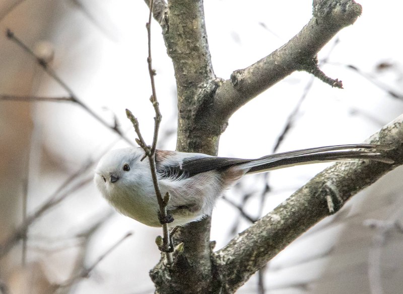 Ополовник Aegithalos caudatus