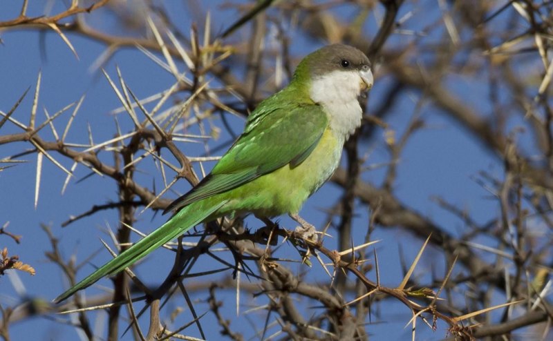 Poicephalus cryptoxanthus