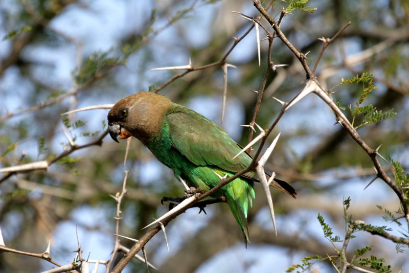 Краснощекий попугай (Amazona arausiaca)