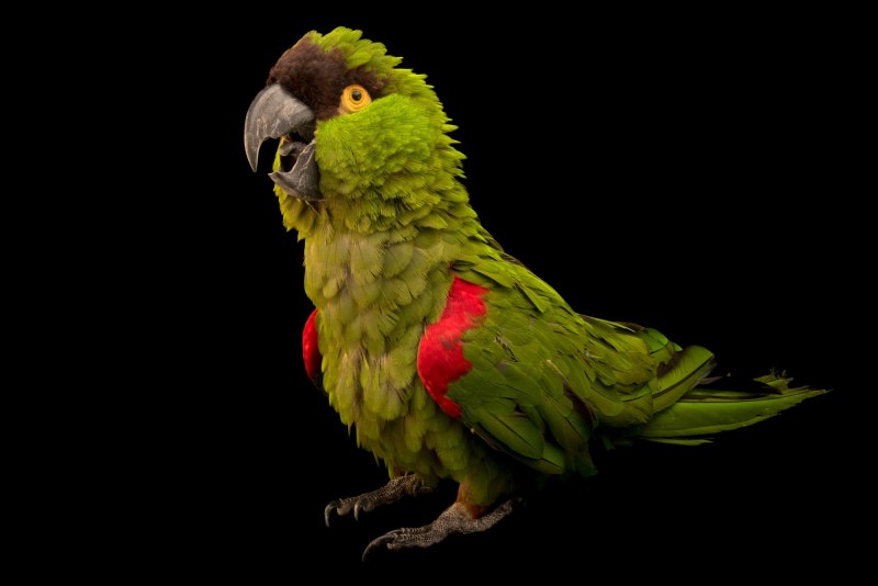Blue-Winged Parakeet November 2021